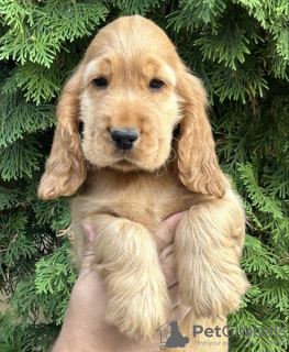 Dodatkowe zdjęcia: Cocker spaniel angielski, piesek