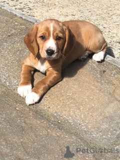 Zdjęcie №1. beagle (rasa psa) - na sprzedaż w Huldenberg | 3827zł | Zapowiedź №173050