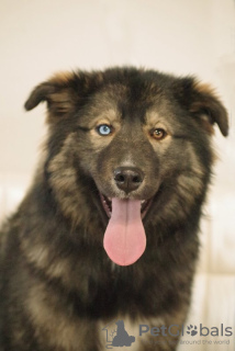 Zdjęcie №2 do zapowiedźy № 81243 na sprzedaż  pies nierasowy - wkupić się Federacja Rosyjska prywatne ogłoszenie