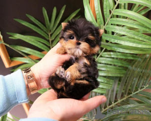 Zdjęcie №2 do zapowiedźy № 163955 na sprzedaż  pies nierasowy - wkupić się USA hodowca