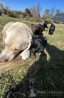 Dodatkowe zdjęcia: Rasowe szczenięta labradora