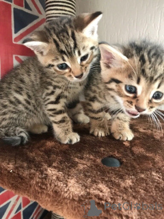 Zdjęcie №1. kot bengalski - na sprzedaż w Washington | 4320zł | Zapowiedź № 135490