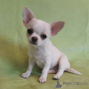 Zdjęcie №1. chihuahua (rasa psów) - na sprzedaż w Kalifornia | 4634zł | Zapowiedź №169848