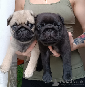 Zdjęcie №4. Sprzedam  w Tyraspol. hodowca - cena - 1256zł