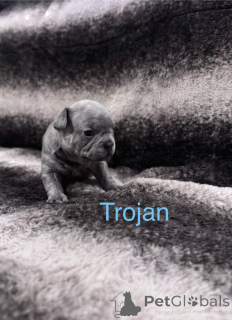 Zdjęcie №3. Szczenięta buldoga francuskiego zarejestrowane w KC. Holandia