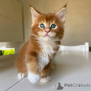 Zdjęcie №1. maine coon - na sprzedaż w Berlin | negocjowane | Zapowiedź № 137121