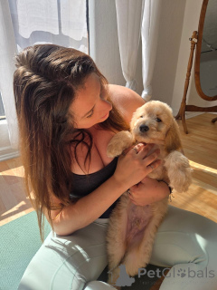 Zdjęcie №3. Wunderschöne Golden-Retriever-Welpen suchen einliebevolles neues Zuhause. Niemcy