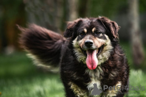 Zdjęcie №1. pies nierasowy - na sprzedaż w Москва | Bezpłatny | Zapowiedź №92772