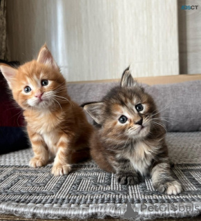 Zdjęcie №2 do zapowiedźy № 169776 na sprzedaż  maine coon - wkupić się Estonia 