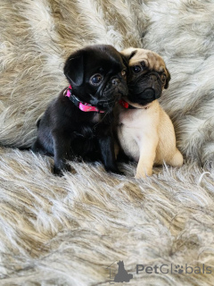 Zdjęcie №1.  - na sprzedaż w Damüls | 2631zł | Zapowiedź №160541