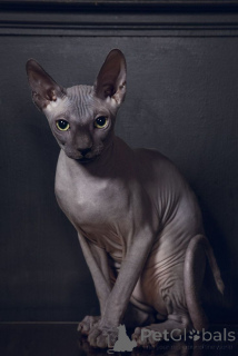 Zdjęcie №2 do zapowiedźy № 158829 na sprzedaż  bambino - wkupić się Niemcy ze schronu, hodowca