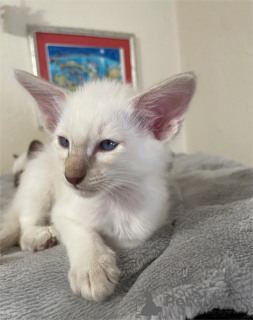 Zdjęcie №1. kot balijski - na sprzedaż w Ingolstadt | 1674zł | Zapowiedź № 154588