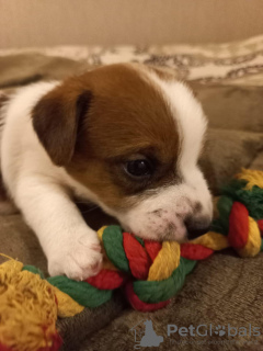 Dodatkowe zdjęcia: Szczeniaki Jack Russell Terrier