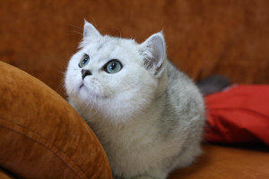 Zdjęcie №2 do zapowiedźy № 5471 na sprzedaż  kot brytyjski krótkowłosy - wkupić się Federacja Rosyjska od żłobka