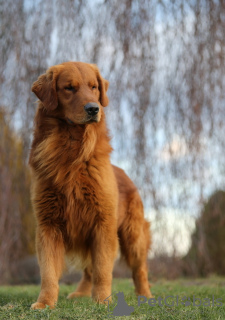 Zdjęcie №1. golden retriever - na sprzedaż w Wrocław | 10464zł | Zapowiedź №62309