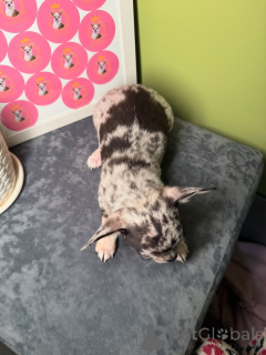 Zdjęcie №3. Szczenięta Chihuahua Sunrise do adopcji i zmiany domu skontaktuj się z firmą. Finlandia