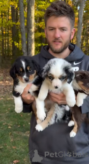 Zdjęcie №1. owczarek australijski - na sprzedaż w Chambéry | 1717zł | Zapowiedź №141170