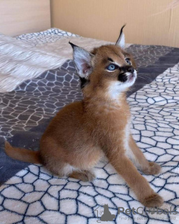 Dodatkowe zdjęcia: des tres beaux chatons, Caracal Savannah F1 i inne dostępne