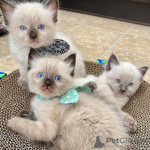 Zdjęcie №2 do zapowiedźy № 84183 na sprzedaż  ragdoll - wkupić się Finlandia prywatne ogłoszenie