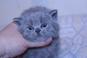 Dodatkowe zdjęcia: Kot brytyjski niebieski