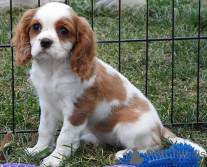 Zdjęcie №1. cavalier king charles spaniel - na sprzedaż w Lisbon | negocjowane | Zapowiedź №126867