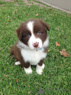 Zdjęcie №1. border collie - na sprzedaż w Zell Am See | 2153zł | Zapowiedź №170134