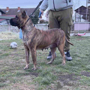 Zdjęcie №3. Sprzedam Szczenięta Canario (Canary Dog), z doskonałym rodowodem. Serbia