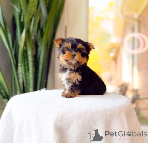 Zdjęcie №2 do zapowiedźy № 172895 na sprzedaż  yorkshire terrier - wkupić się Niemcy hodowca