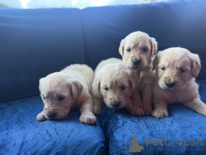 Zdjęcie №1. golden retriever - na sprzedaż w Bennäs | negocjowane | Zapowiedź №166030