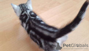 Zdjęcie №4. Sprzedam kot brytyjski długowłosy w Terneuzen. hodowca - cena - negocjowane