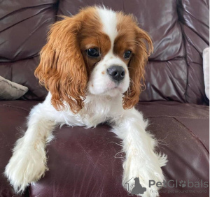 Zdjęcie №1. cavalier king charles spaniel - na sprzedaż w Berlin | 1465zł | Zapowiedź №116810