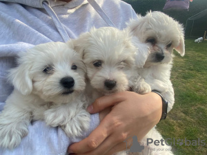 Zdjęcie №2 do zapowiedźy № 118870 na sprzedaż  pies nierasowy - wkupić się Niemcy prywatne ogłoszenie, od żłobka, ze schronu, hodowca