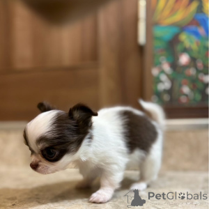 Zdjęcie №2 do zapowiedźy № 151223 na sprzedaż  chihuahua (rasa psów) - wkupić się Niemcy prywatne ogłoszenie