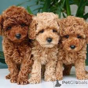 Zdjęcie №1. pudel (zabawka) - na sprzedaż w Antwerpia | 3348zł | Zapowiedź №164105