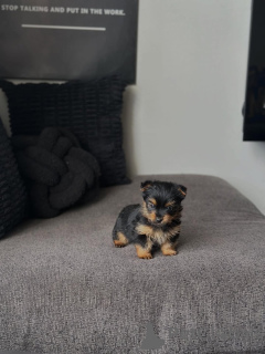 Zdjęcie №1. yorkshire terrier - na sprzedaż w Dassia | 1196zł | Zapowiedź №177627