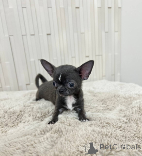 Zdjęcie №2 do zapowiedźy № 167335 na sprzedaż  pies nierasowy - wkupić się USA hodowca