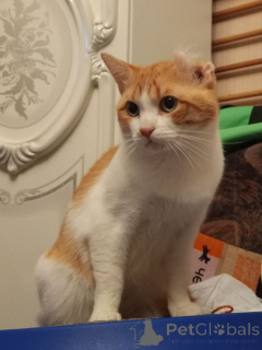 Zdjęcie №1.  - na sprzedaż w Rzeka Moskwa | Bezpłatny | Zapowiedź № 162994