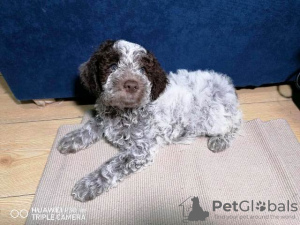 Zdjęcie №1. lagotto romagnolo - na sprzedaż w Kragujevac | negocjowane | Zapowiedź №79530