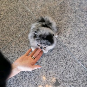 Zdjęcie №3. Siberian Husky Welpen Zur Adoption. Niemcy