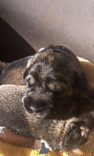 Zdjęcie №1. sznaucer średni - na sprzedaż w STARA Pazova | negocjowane | Zapowiedź №157212