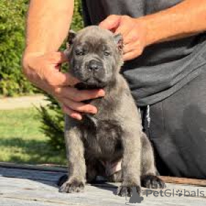 Zdjęcie №3. Sprzedam szczenięta Cane Corso. Wielka Brytania