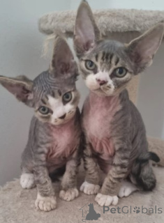 Zdjęcie №3. Trzej kochani bracia i siostra. Niemcy