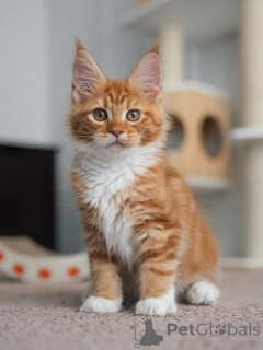 Zdjęcie №1. maine coon - na sprzedaż w Dordrecht | negocjowane | Zapowiedź № 177833
