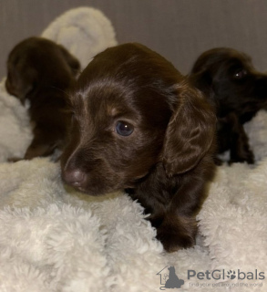 Zdjęcie №4. Sprzedam jamnik w Berlin. prywatne ogłoszenie - cena - 7175zł