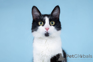 Zdjęcie №2 do zapowiedźy № 162710 na sprzedaż   - wkupić się Federacja Rosyjska prywatne ogłoszenie