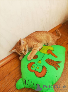 Zdjęcie №3. Rudy kot, kotek Pomarańczowy, szukają rodziny!. Białoruś