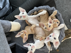 Zdjęcie №1. devon rex - na sprzedaż w Гамбург | 2093zł | Zapowiedź № 52267