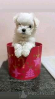 Zdjęcie №2 do zapowiedźy № 138969 na sprzedaż  maltańczyk - wkupić się USA prywatne ogłoszenie, hodowca