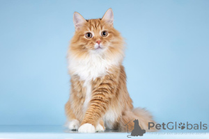 Zdjęcie №1.  - na sprzedaż w Chimki | Bezpłatny | Zapowiedź № 160878