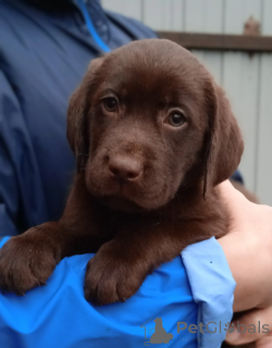Zdjęcie №4. Sprzedam labrador retriever w Jarosław. od żłobka - cena - negocjowane